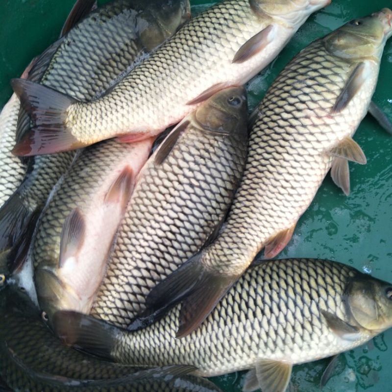 池鲤鱼1~2公斤食用
