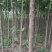 丝绵木30~50cm