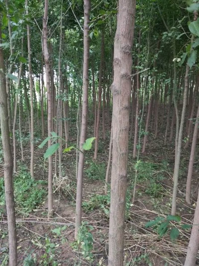丝绵木30~50cm