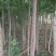 丝绵木30~50cm