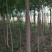 丝绵木30~50cm