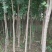 丝绵木30~50cm