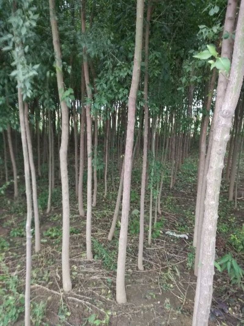 丝绵木30~50cm