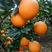 圆红脐橙自家果园，产地直销，农户一手货源。