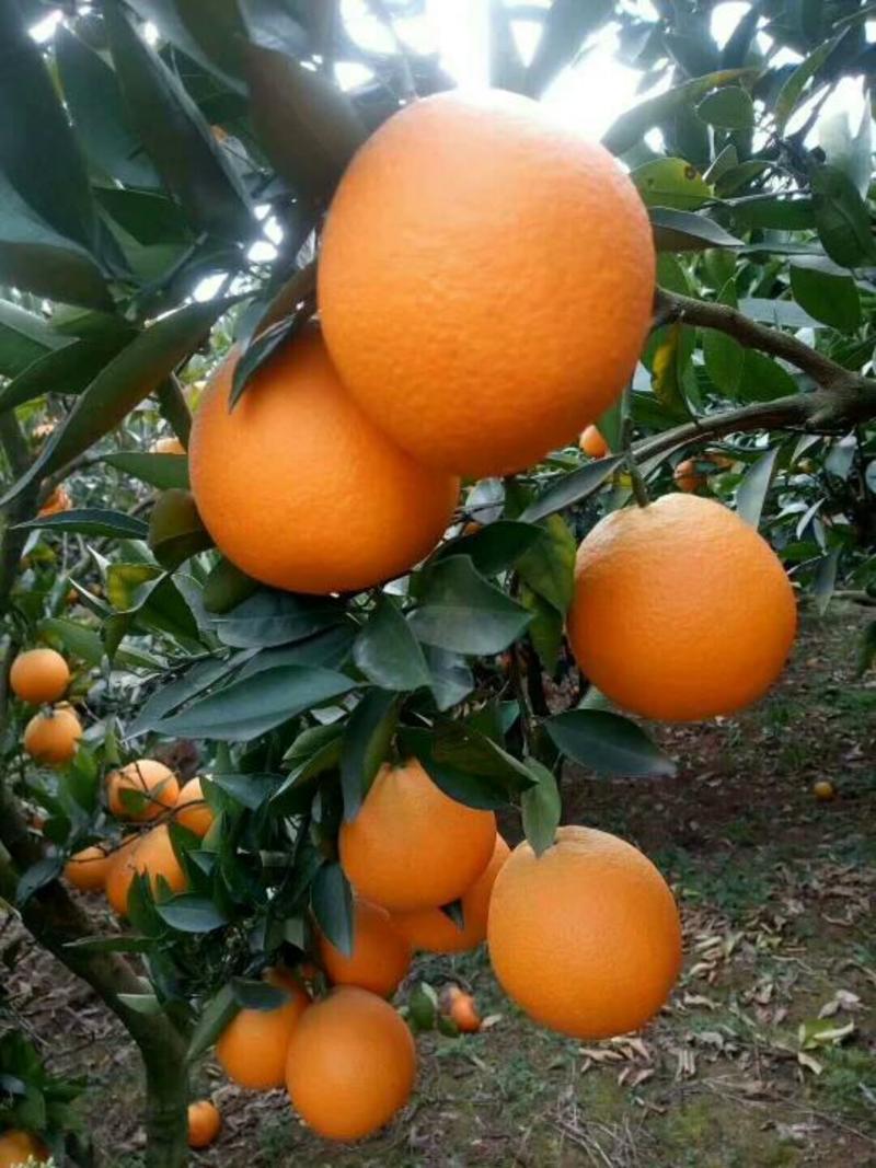 圆红脐橙自家果园，产地直销，农户一手货源。