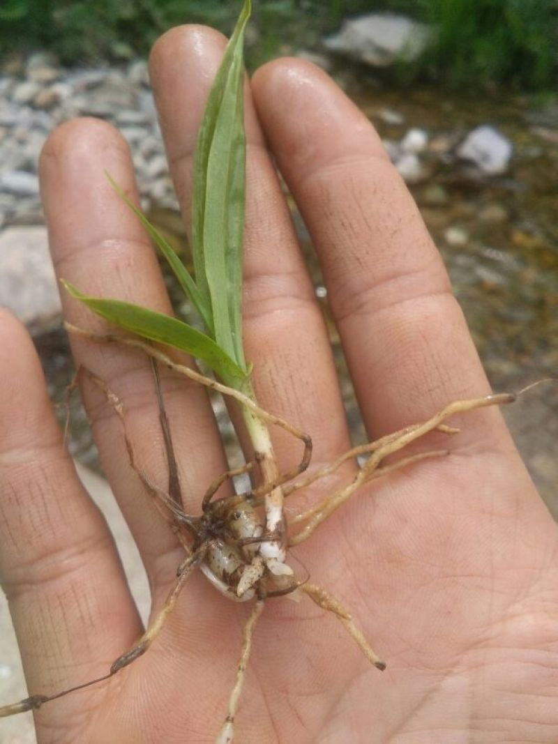 白芨种苗10~20cm