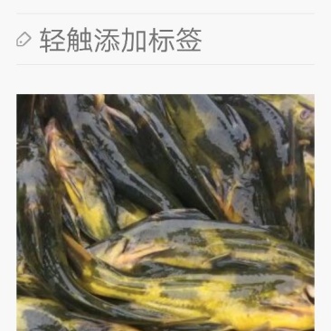 黄颡人工养殖1~3两