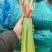 杂交蒜薹通货40~50cm聊城，大张蒜台，