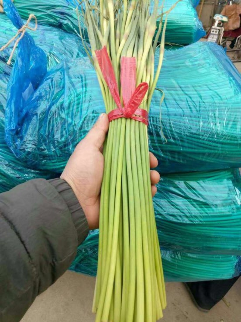 杂交蒜薹通货40~50cm聊城，大张蒜台，
