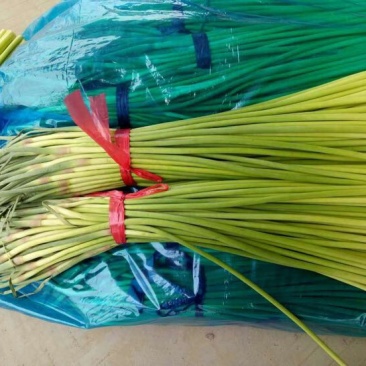 杂交蒜薹通货40~50cm聊城，大张蒜台，