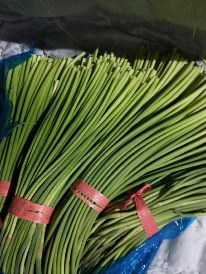 杂交蒜薹通货40~50cm聊城，大张蒜台，