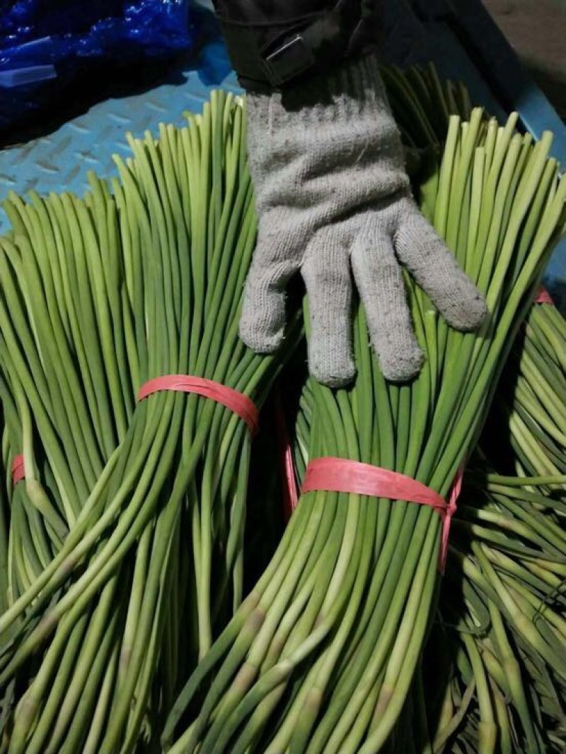 杂交蒜薹通货40~50cm聊城，大张蒜台，