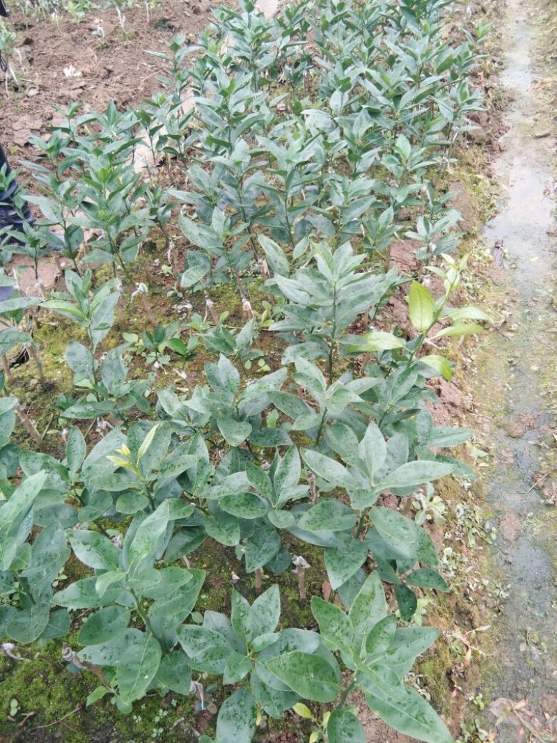 沃柑苗30cm以下