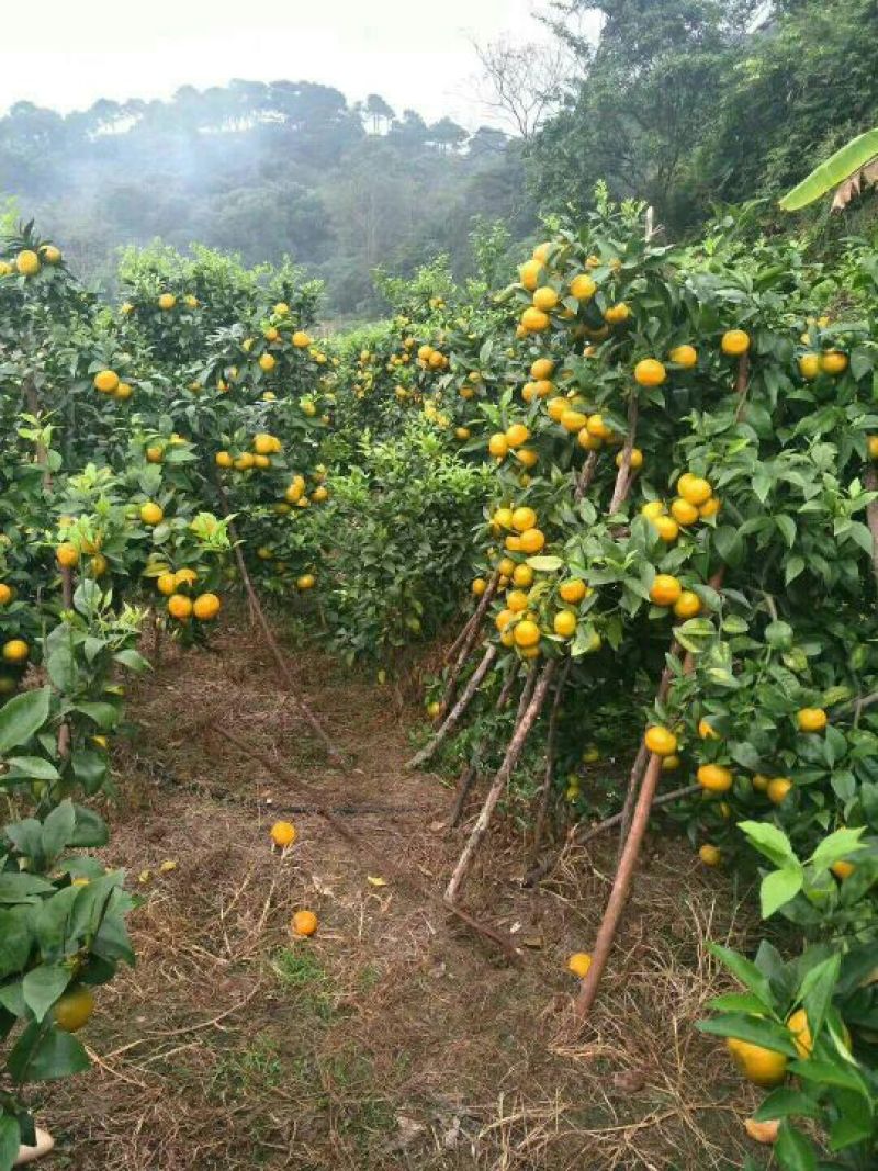 沃柑苗30cm以下