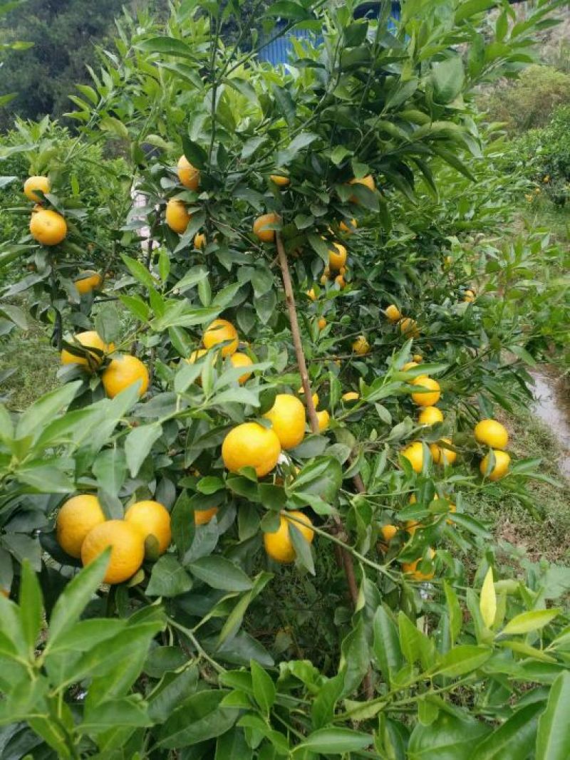 沃柑苗30cm以下
