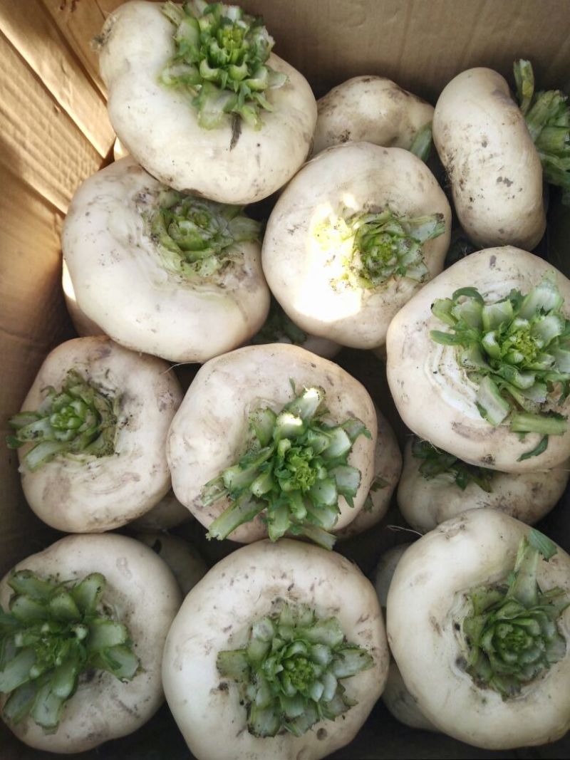 盘菜椭圆形