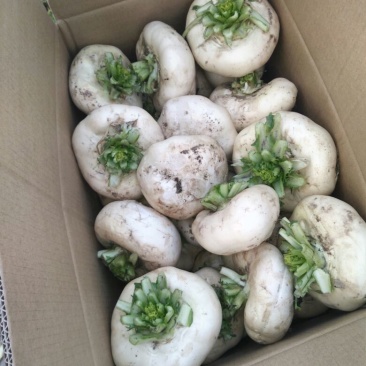 盘菜椭圆形