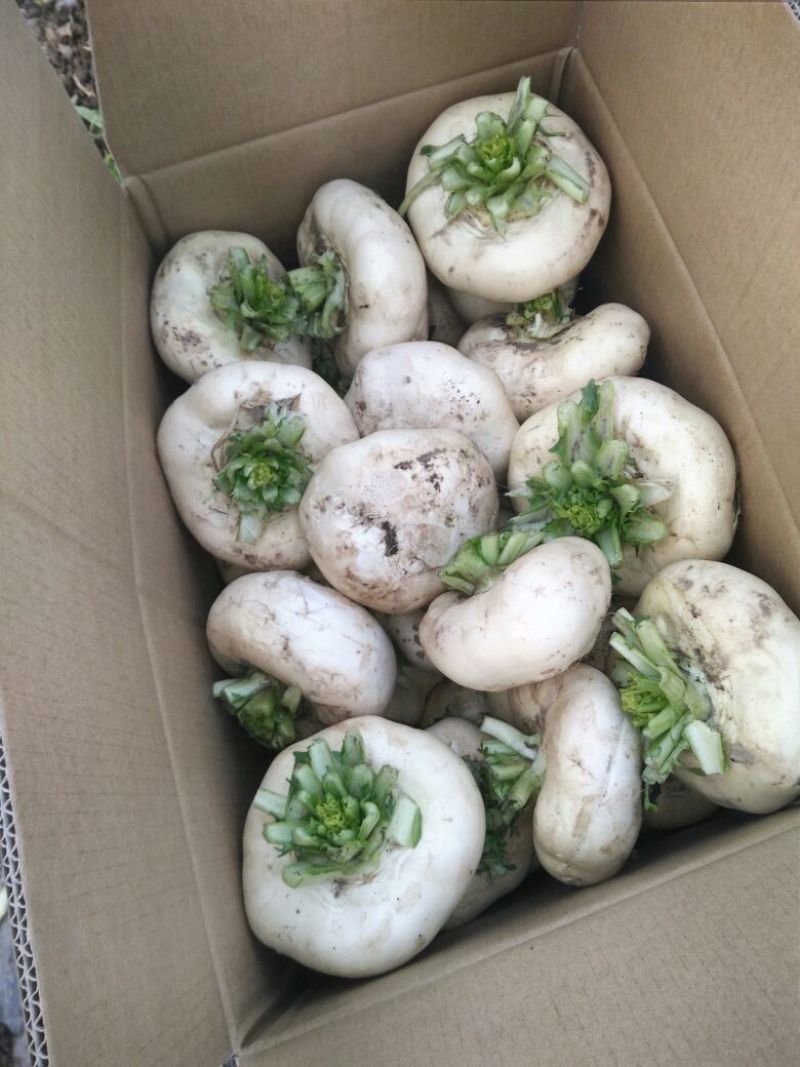 盘菜椭圆形