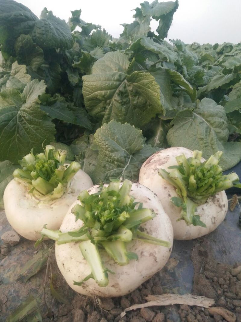 盘菜椭圆形