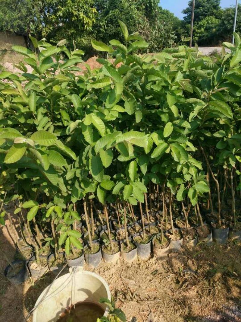 西瓜番石榴苗30~50cm