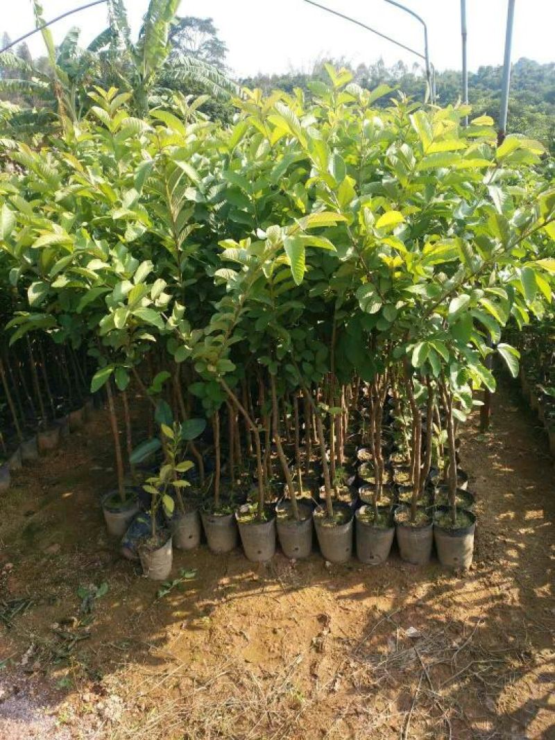西瓜番石榴苗30~50cm