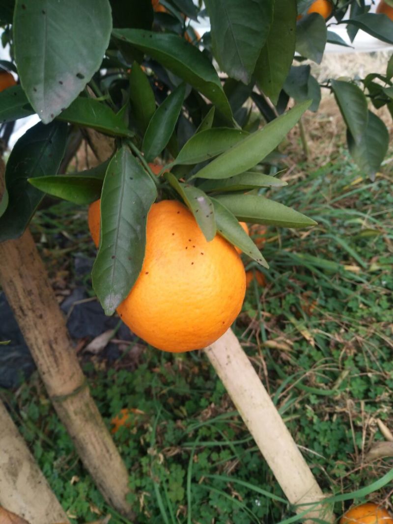 春见柑桔5.5~6cm