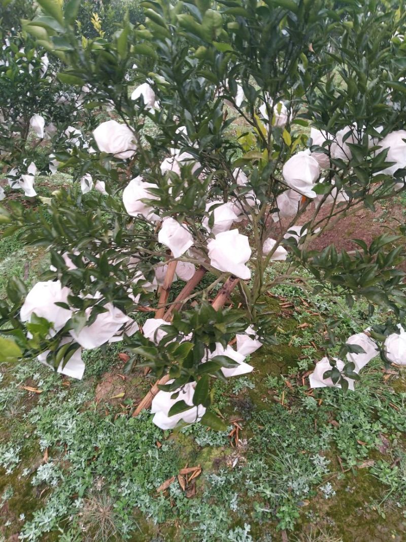 春见柑桔5.5~6cm