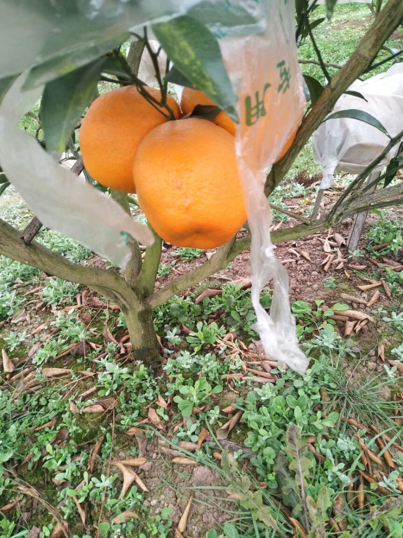 春见柑桔5.5~6cm