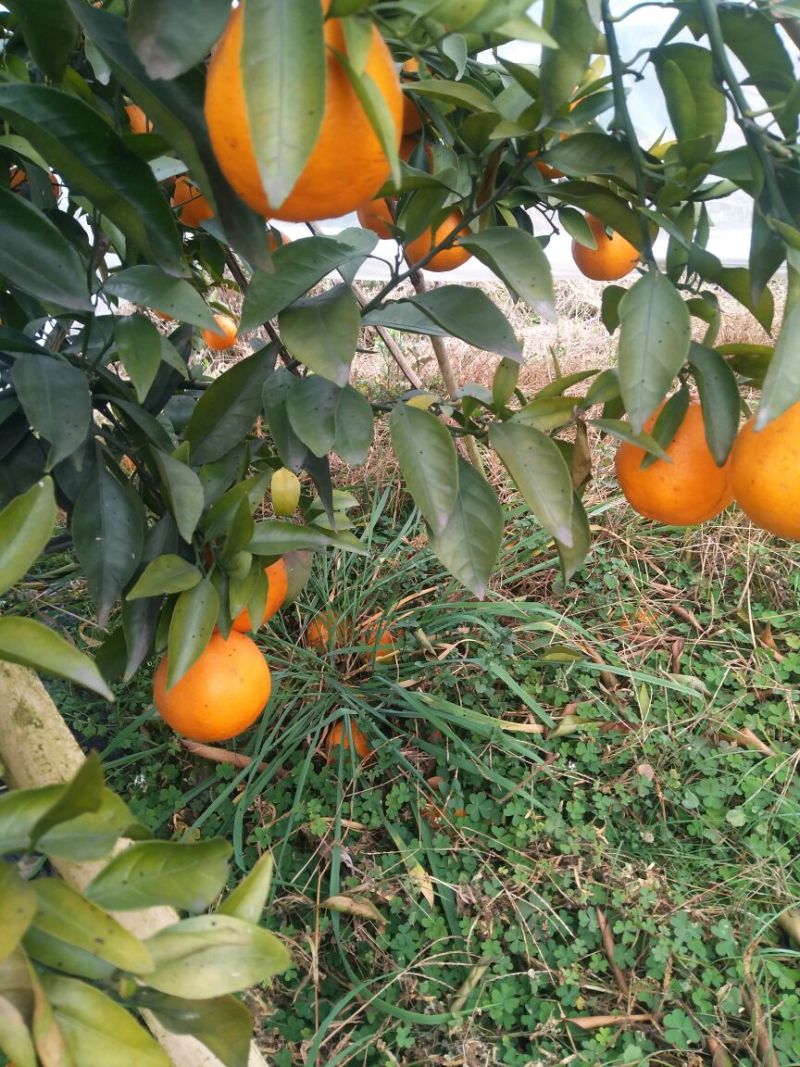 春见柑桔5.5~6cm