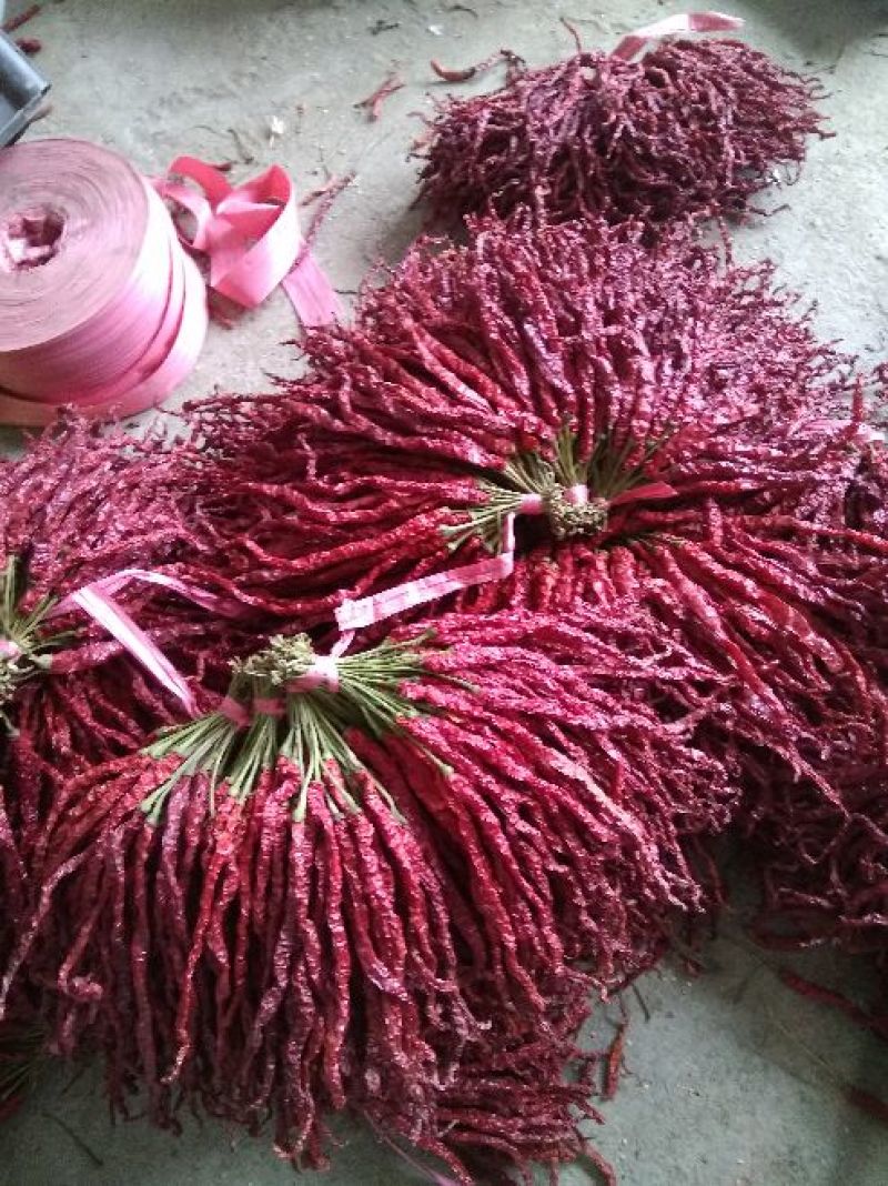 贵州毕节土特产皱椒线椒微辣特香炒菜火锅配料
