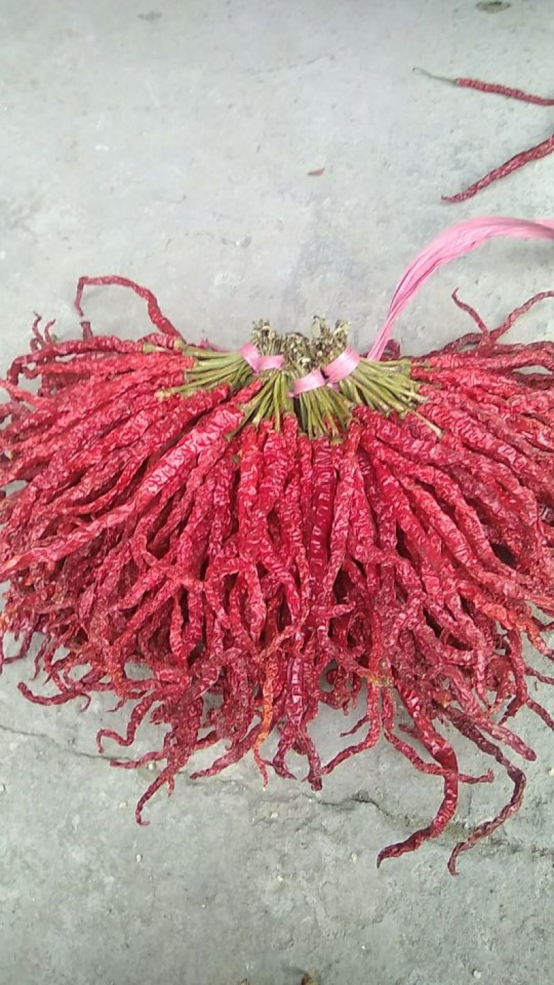 贵州毕节土特产皱椒线椒微辣特香炒菜火锅配料