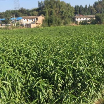 炎陵黄桃苗早中晚熟品种齐全全程技术支持