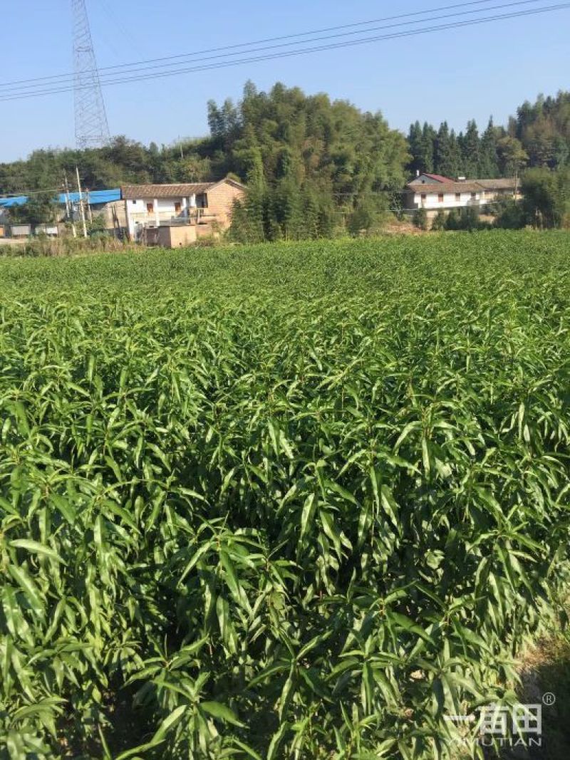 炎陵黄桃苗早中晚熟品种齐全全程技术支持
