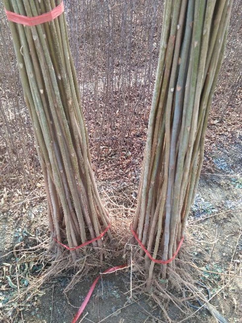 红油香椿苗，技术支持，规格齐全，种植方便。