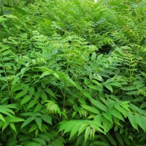红油香椿苗，技术支持，规格齐全，种植方便。
