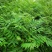 红油香椿苗，技术支持，规格齐全，种植方便。