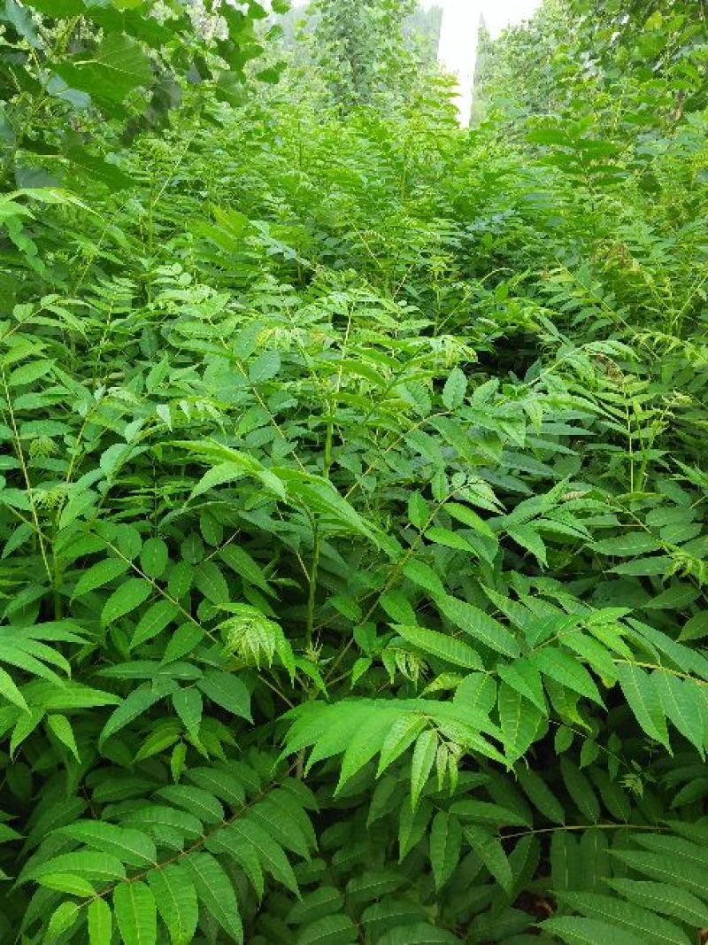 红油香椿苗，技术支持，规格齐全，种植方便。