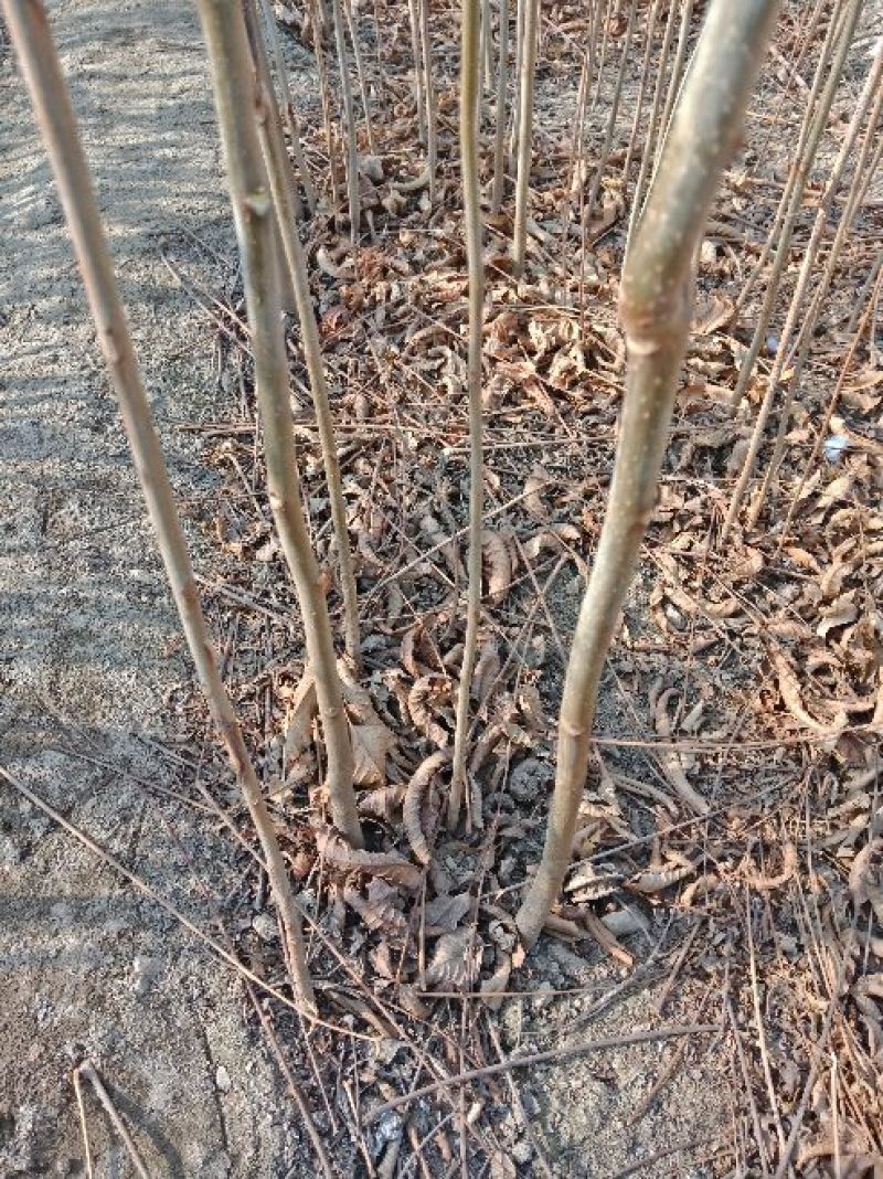红油香椿苗，技术支持，规格齐全，种植方便。