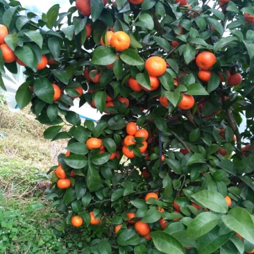 荔浦沙糖桔4~5cm二级
