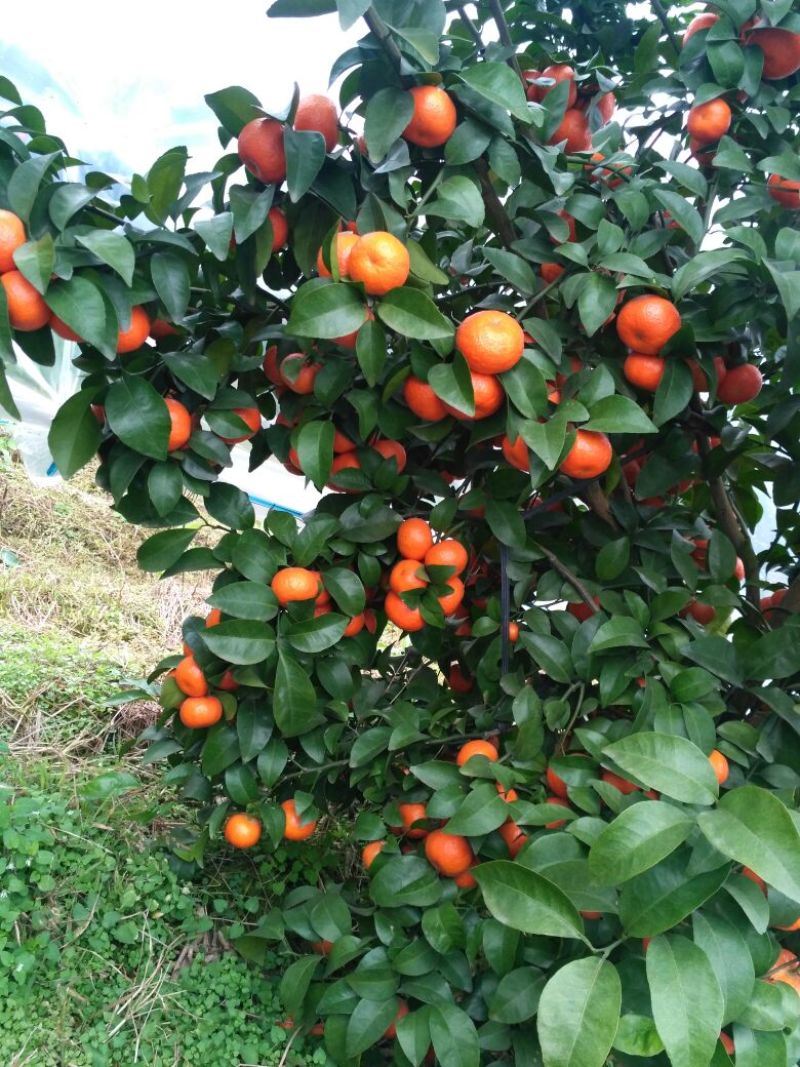 荔浦沙糖桔4~5cm二级