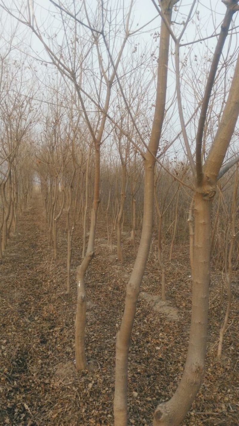 乌桕3~3.5m20cm以上