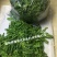 荠菜特色兰花有机荠荠菜