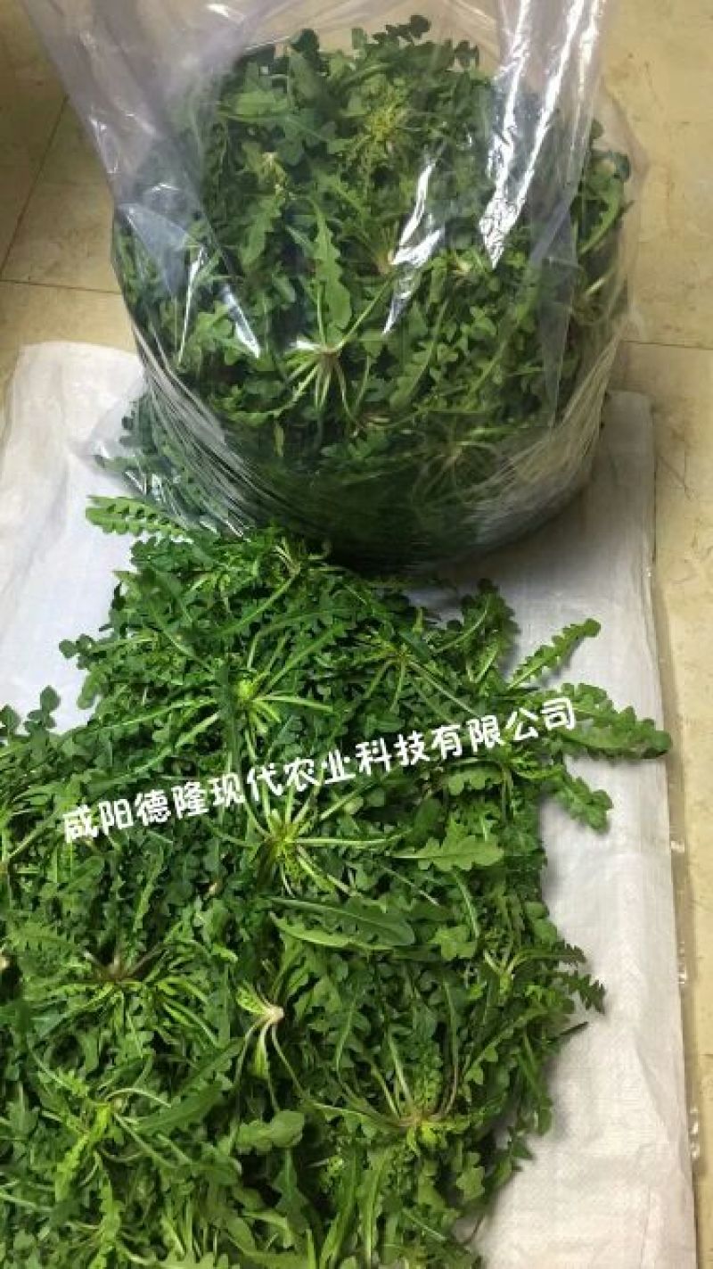 荠菜特色兰花有机荠荠菜