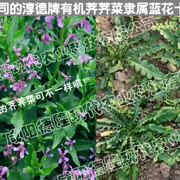 荠菜特色兰花有机荠荠菜