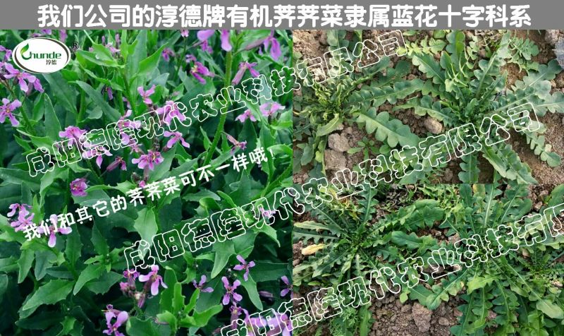 荠菜特色兰花有机荠荠菜