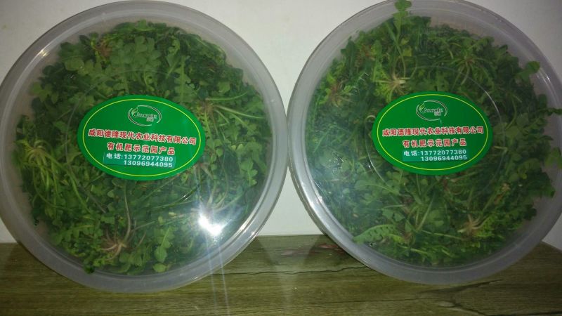 荠菜特色兰花有机荠荠菜