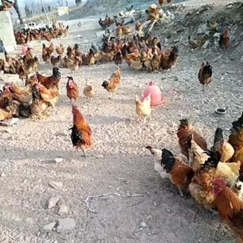 鸡散养土鸡3~4斤
