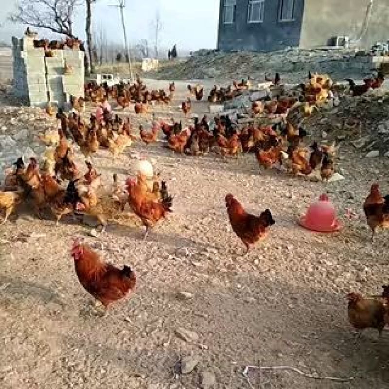鸡散养土鸡3~4斤