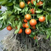 红橘苗50~80cm