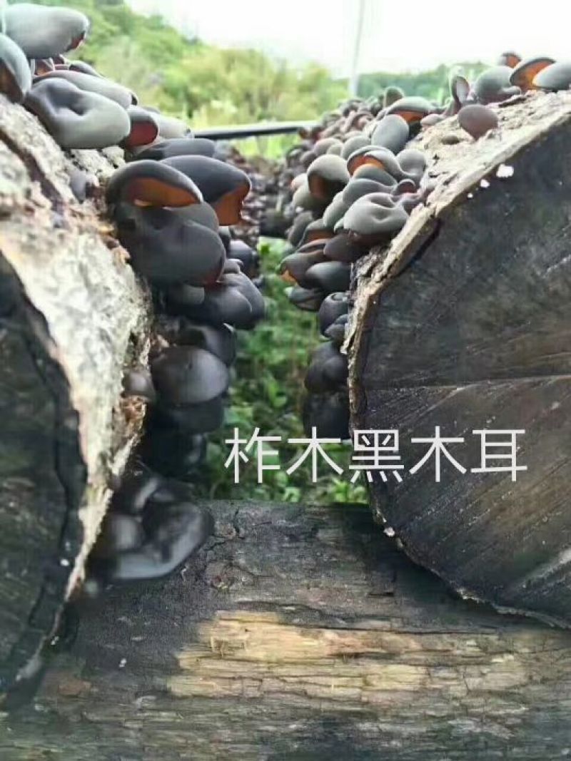 黑木耳特级柞木秋木耳一斤起卖包邮产地直供当天发货